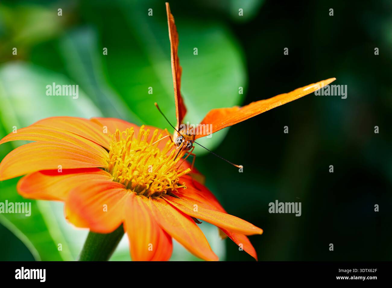 Dryas iulia (oft falsch geschrieben julia) der Gattung Dryas. Gemeinhin als Julia-Schmetterling, Julia helikonisch, Flambeau oder Flambeau bezeichnet Stockfoto