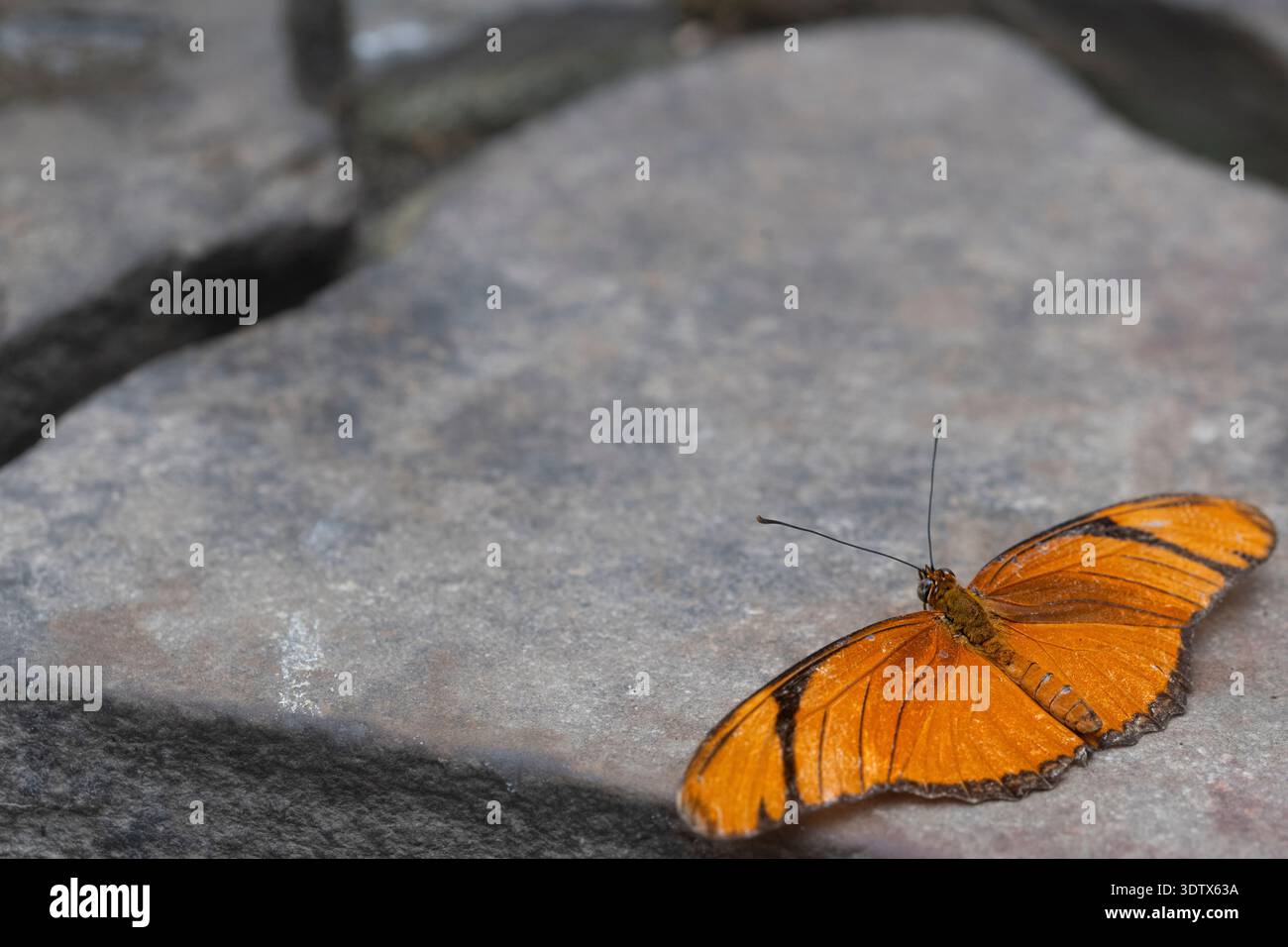 Dryas iulia (oft falsch geschrieben julia) der Gattung Dryas. Gemeinhin als Julia-Schmetterling, Julia helikonisch, Flambeau oder Flambeau bezeichnet Stockfoto