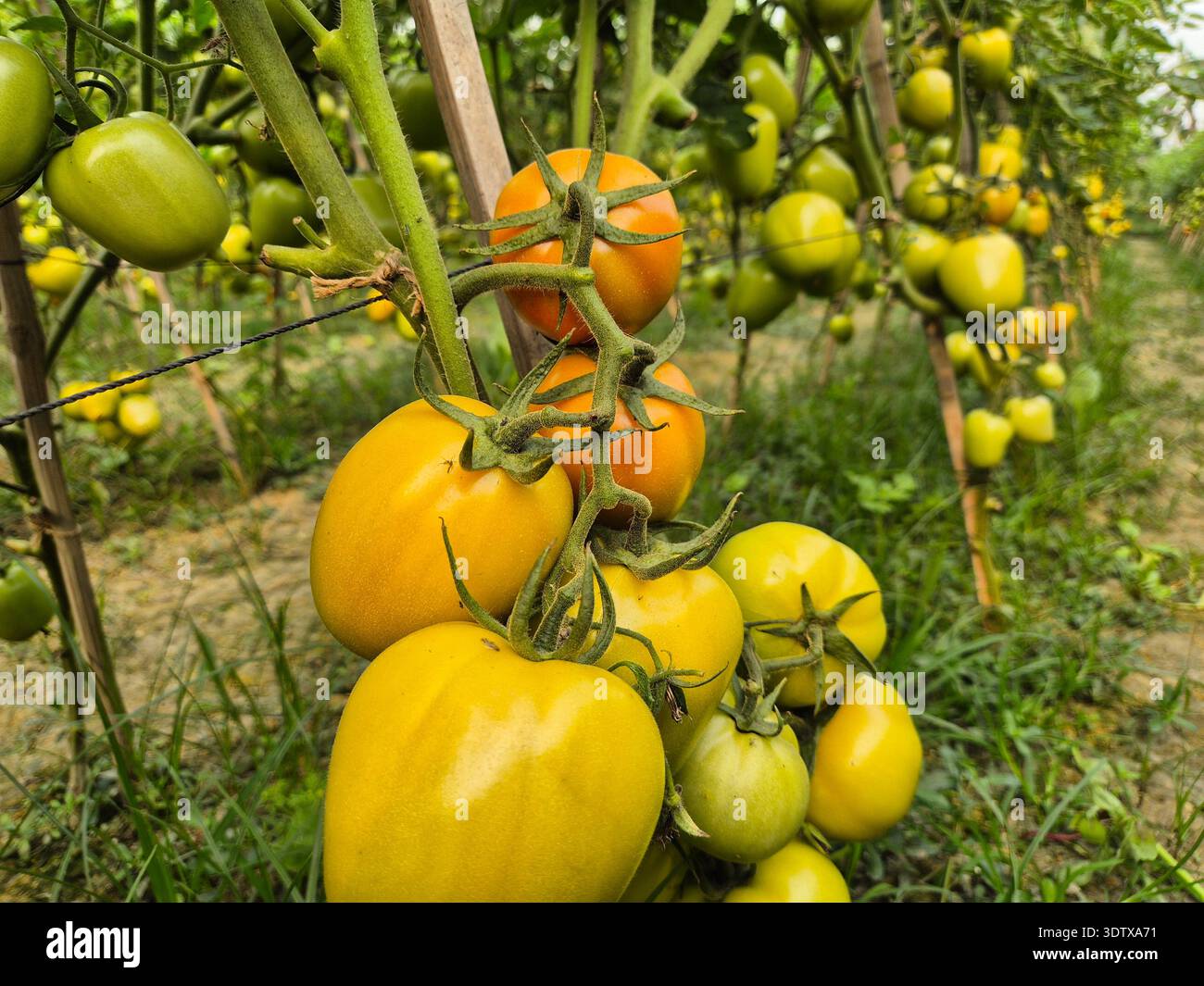 Augennähe von reifenden gelben und orangen Tomaten, die auf Reben in einem Gewächshaus wachsen - Smartphone-aufgenommenes Stockfoto