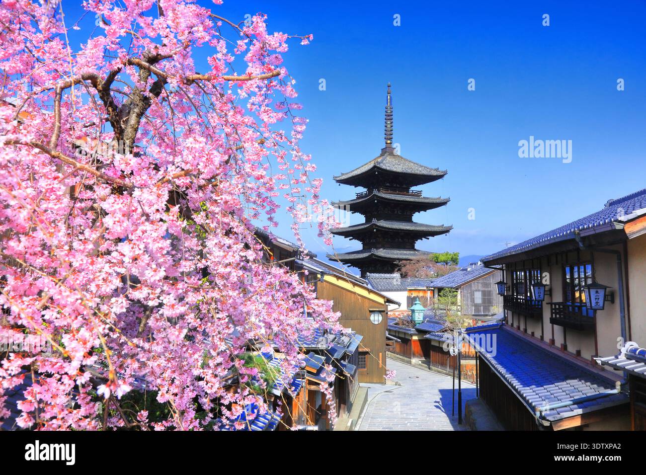 Yasaka Pagode Weinende Kirschblüten Japan Kyoto Stockfoto