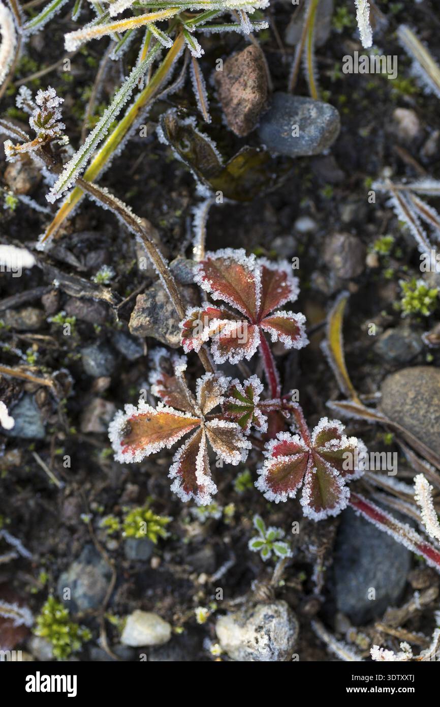 Raureif auf jeder Pflanze erzeugt Muster und Struktur, winterliches Wetter Stockfoto