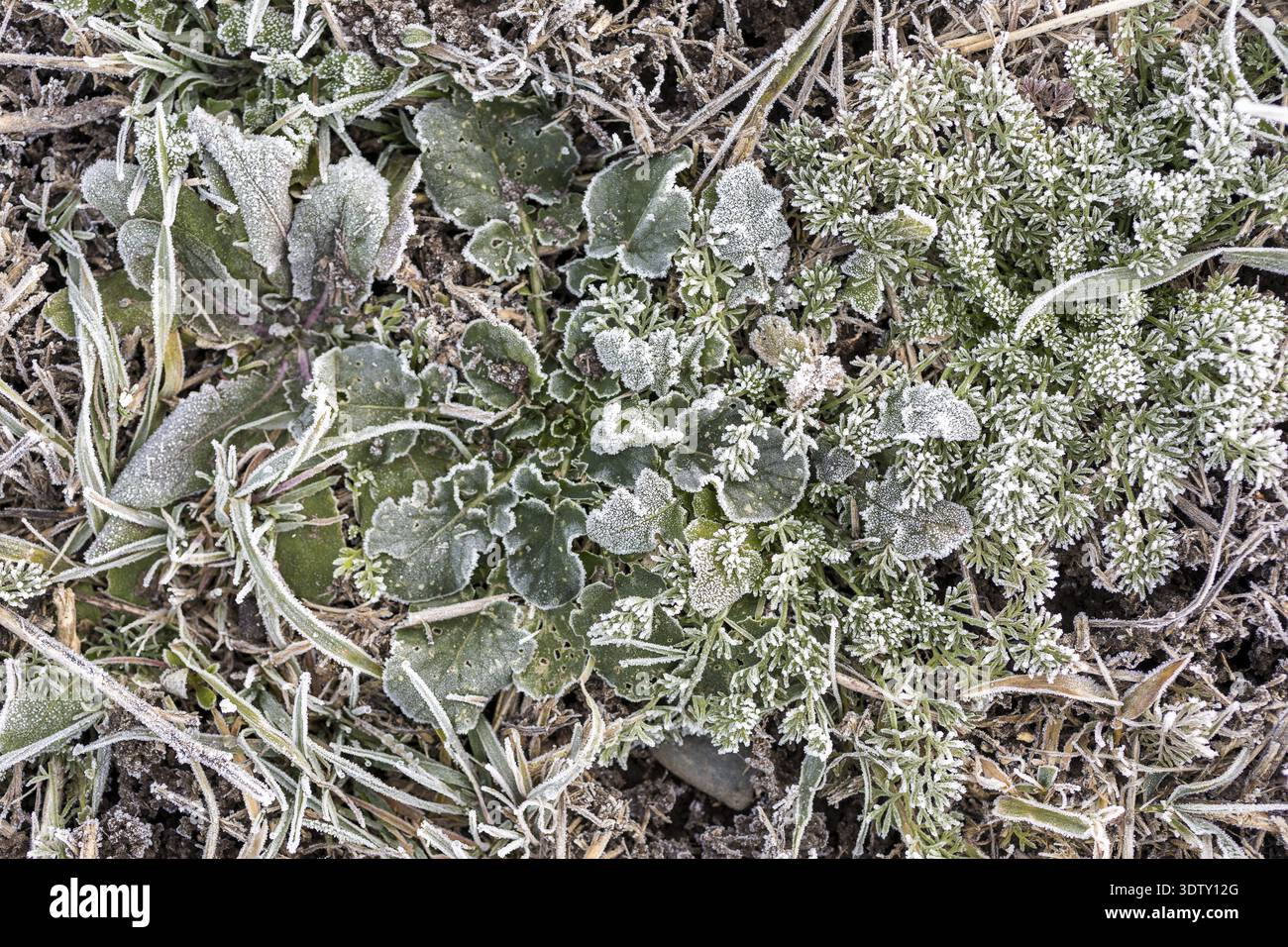 Raureif auf jeder Pflanze erzeugt Muster und Struktur, winterliches Wetter Stockfoto