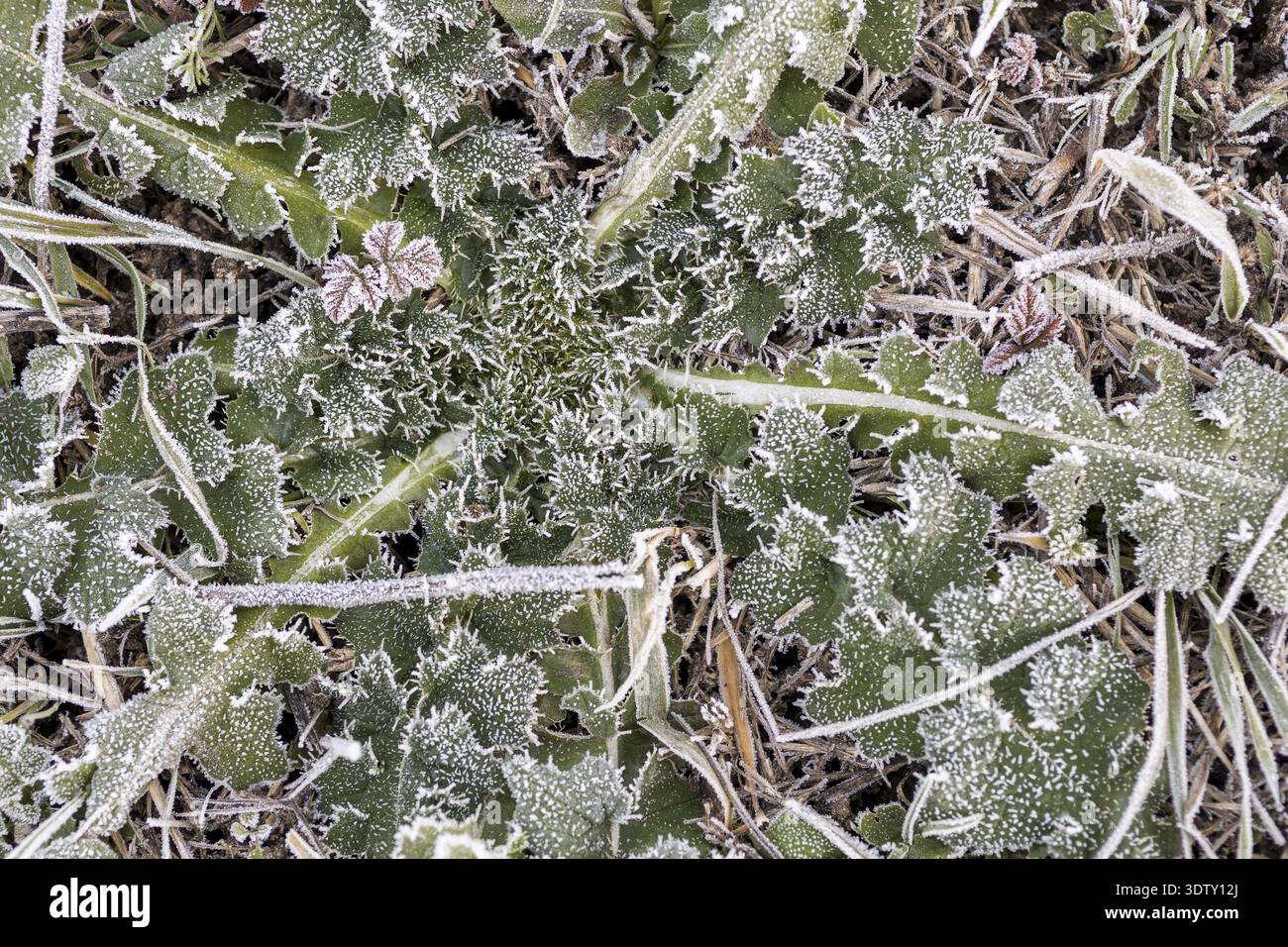 Raureif auf jeder Pflanze erzeugt Muster und Struktur, winterliches Wetter Stockfoto
