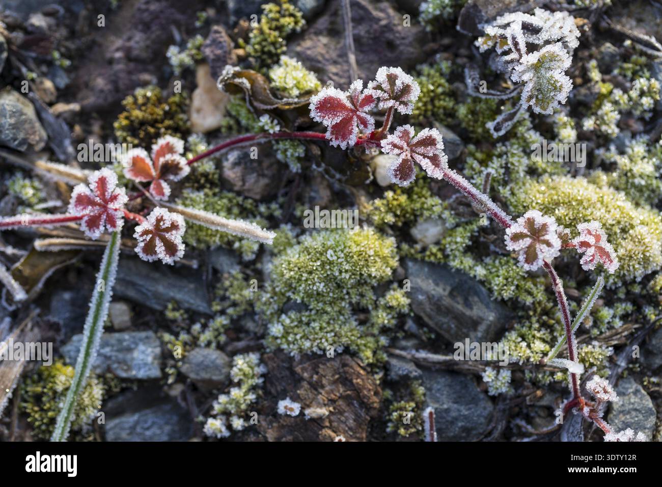 Raureif auf jeder Pflanze erzeugt Muster und Struktur, winterliches Wetter Stockfoto