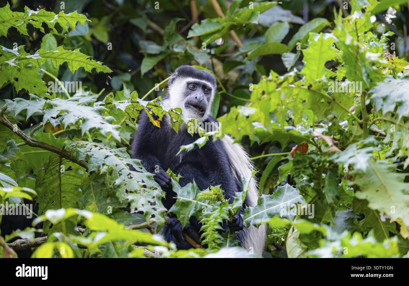 Westafrikanische Guereza oder Mantelaffe (Colobus guereza occidentalis) in dichter Vegetation, Bigodi, Westregion, Uganda Stockfoto