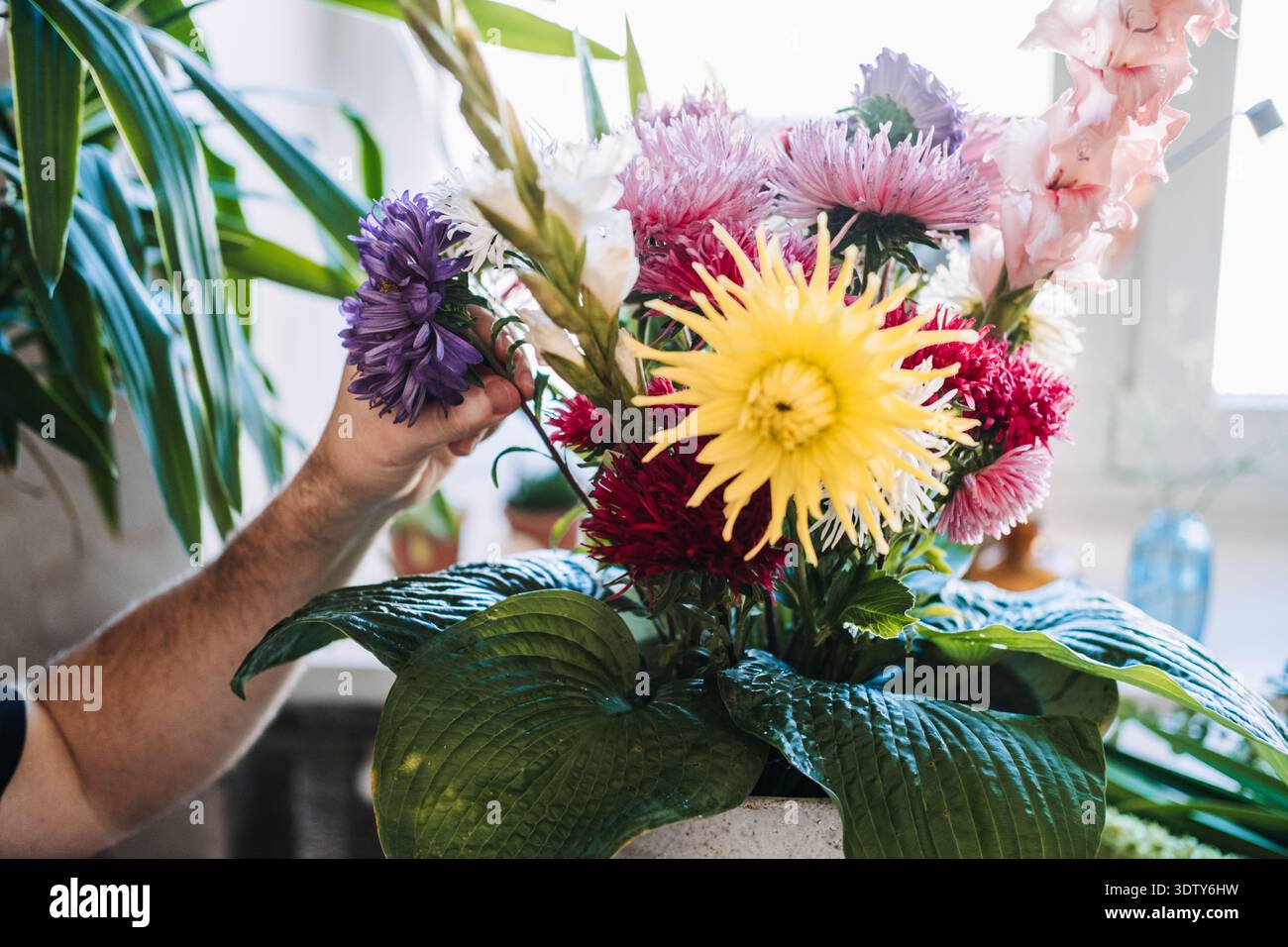 Die Hände des Menschen passen lila Blüte in großem Strauß mit Dahlien und Astern an. Psychische Gesundheit Hobbys, haptische Heilung, friedliche häusliche Umgebung, kreativ Stockfoto