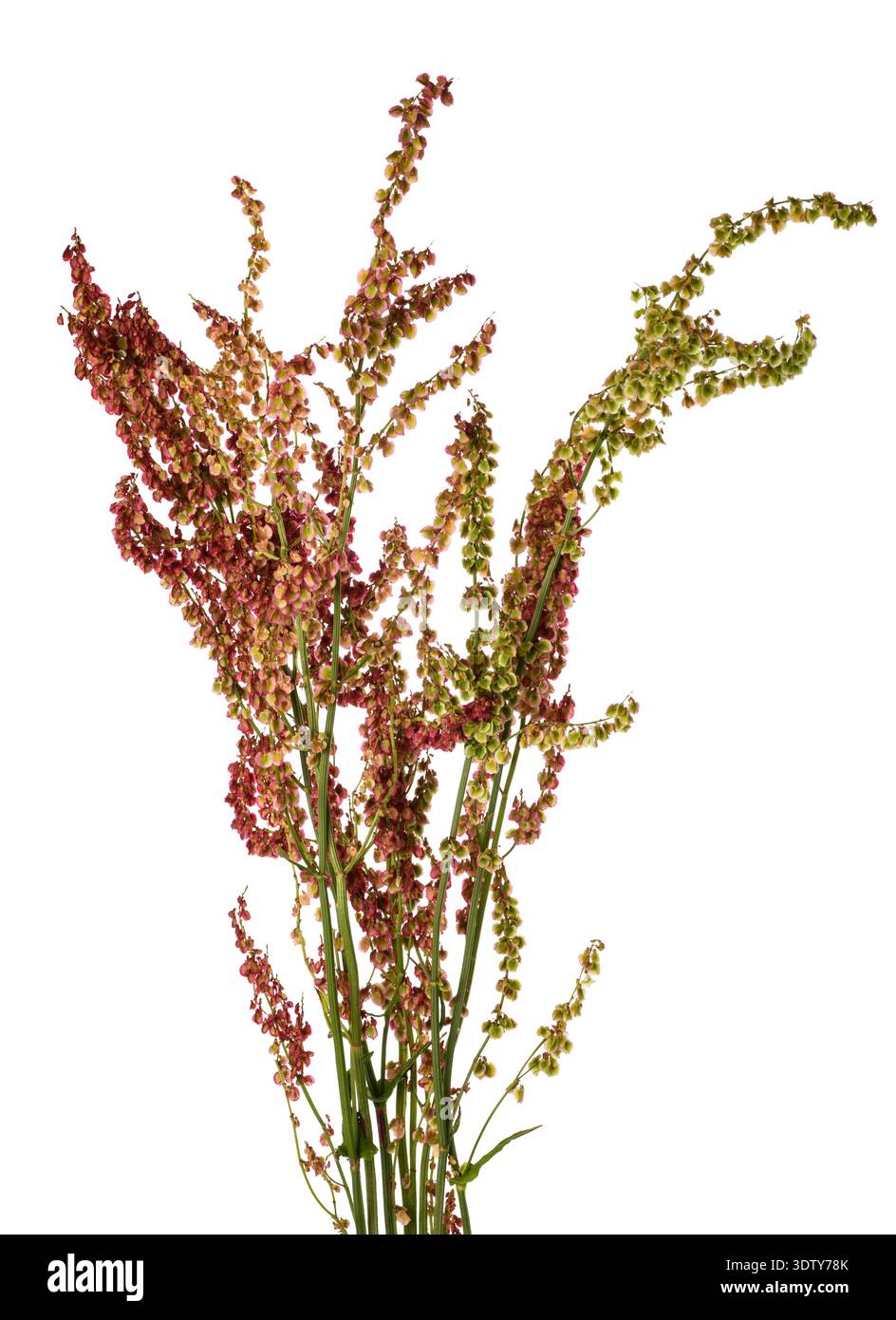 Gemeinsame Sauerampfer Blumen auf weißem Hintergrund Stockfoto