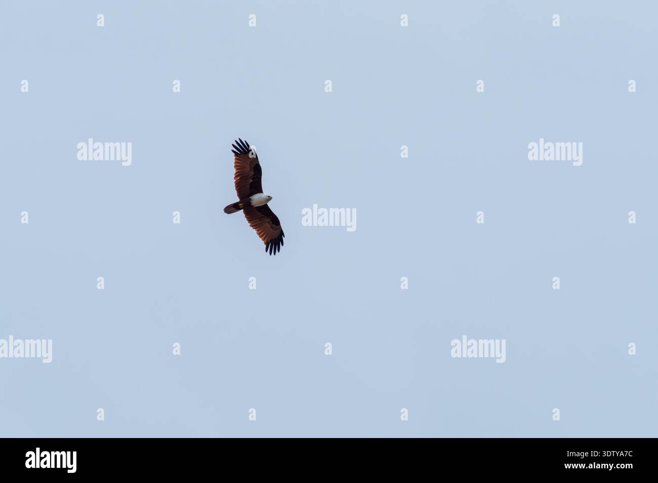 Ein Brahminy-Drachen gleitet mit vollständig ausgestreckten Flügeln gegen einen hellen, bedeckten Himmel. Stockfoto