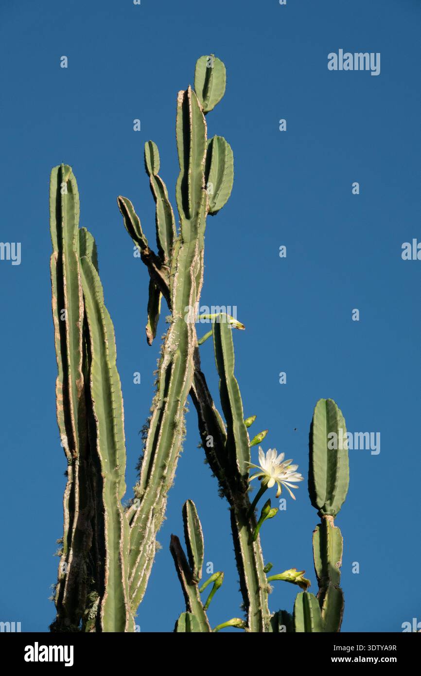San pedro kaktus -Fotos und -Bildmaterial in hoher Auflsung  Alamy