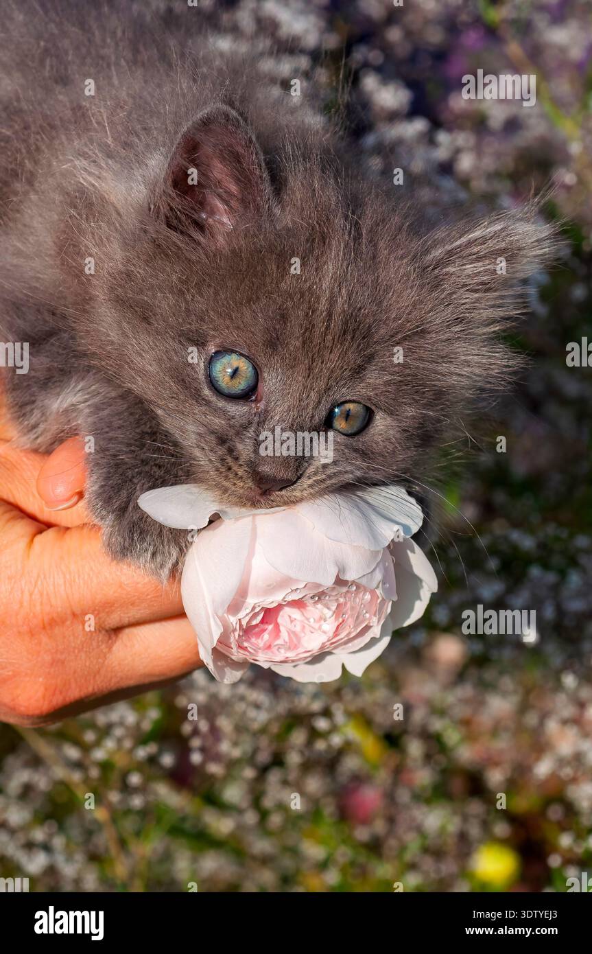 Eine Nahaufnahme eines kleinen, grauen Kätzchens mit auffälligen blau-grünen Augen, die eine weiche rosafarbene Rosenknospe umgeben, vor einem unscharfen natürlichen Hintergrund aus Blüte Stockfoto