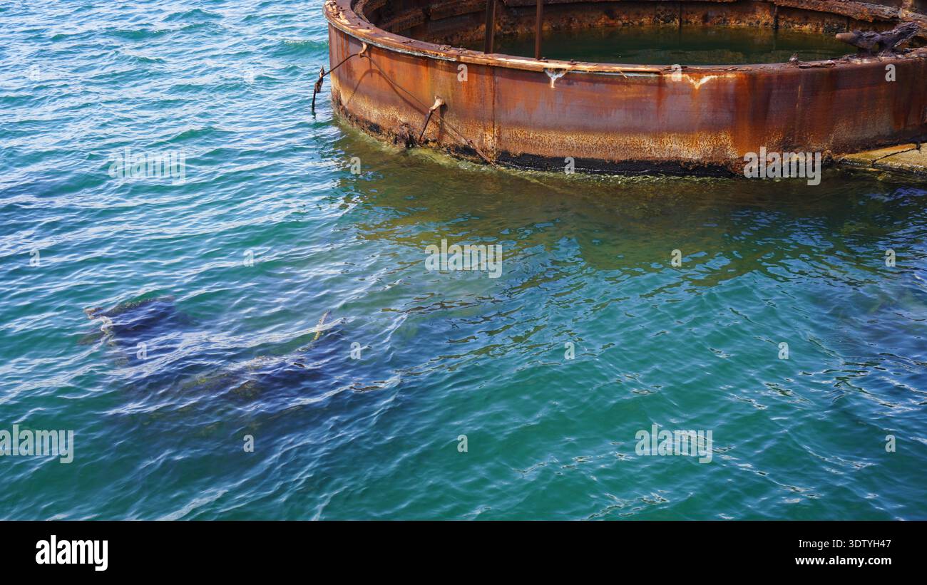 Große Fische schwimmen unter der Oberfläche von klarem blauem Wasser in der Nähe einer rostfreien Metallstruktur. Meereslebewesen sichtbar durch das plätschernde Meer bei Tageslicht. Stockfoto
