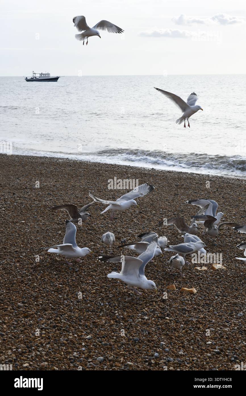 Fütterung von Möwen am Strand Stockfoto