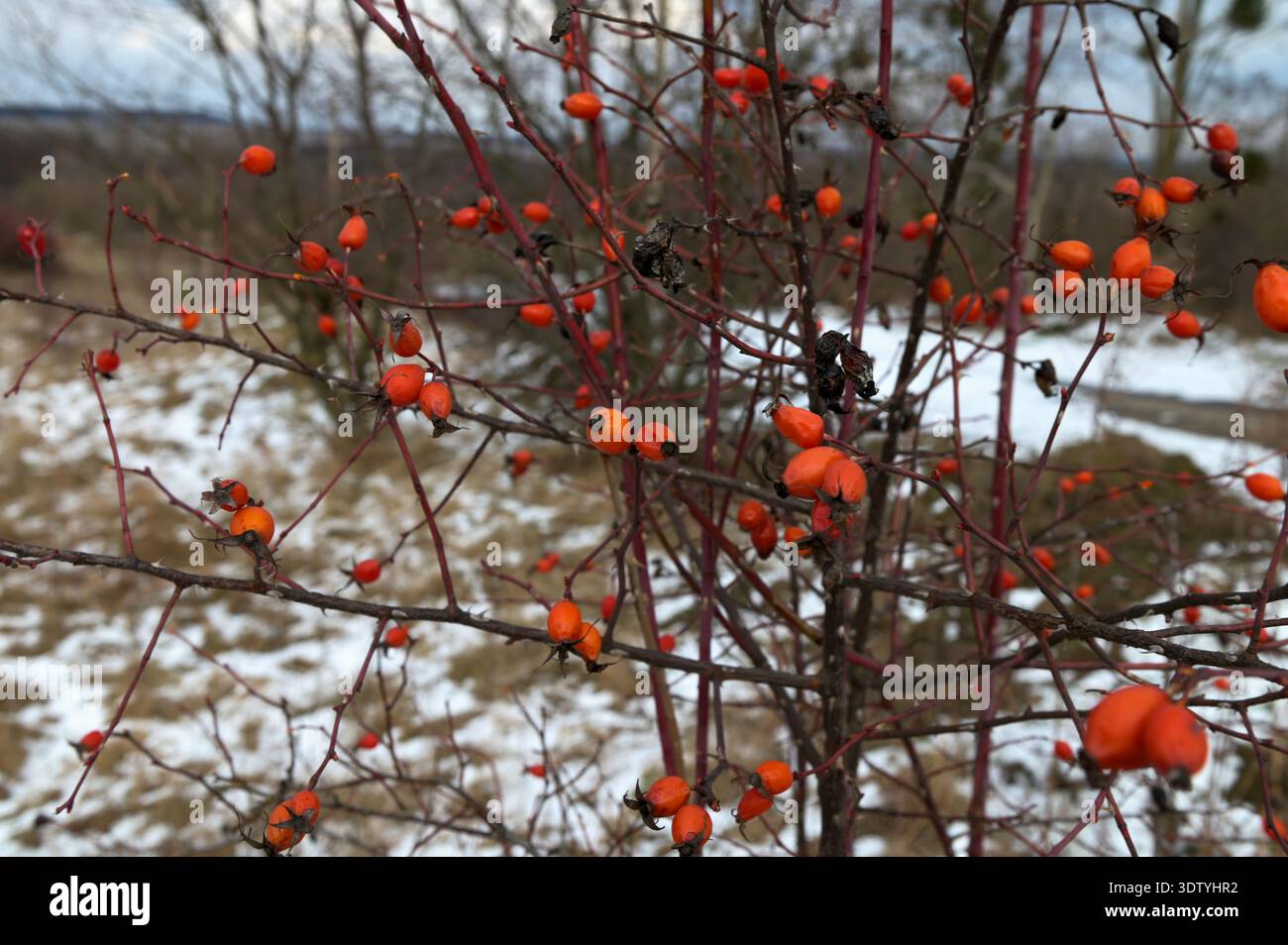 Hagebuttenbeeren am Busch im Winter. Rote Winterschafe am Busch Stockfoto