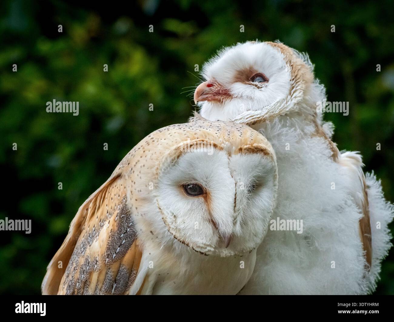 Eulenküken und Mutter interagieren auf einer Ausstellung in Nordengland. Die flauschigen Küken sind immer noch wackelig an den Beinen. Stockfoto
