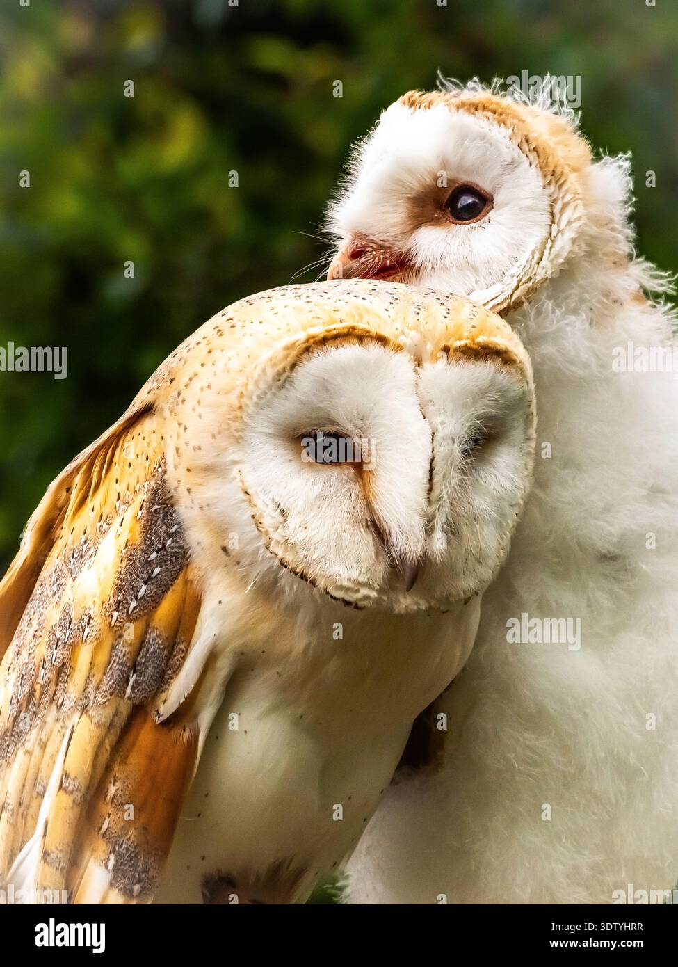 Eulenküken und Mutter interagieren auf einer Ausstellung in Nordengland. Die flauschigen Küken sind immer noch wackelig an den Beinen. Stockfoto