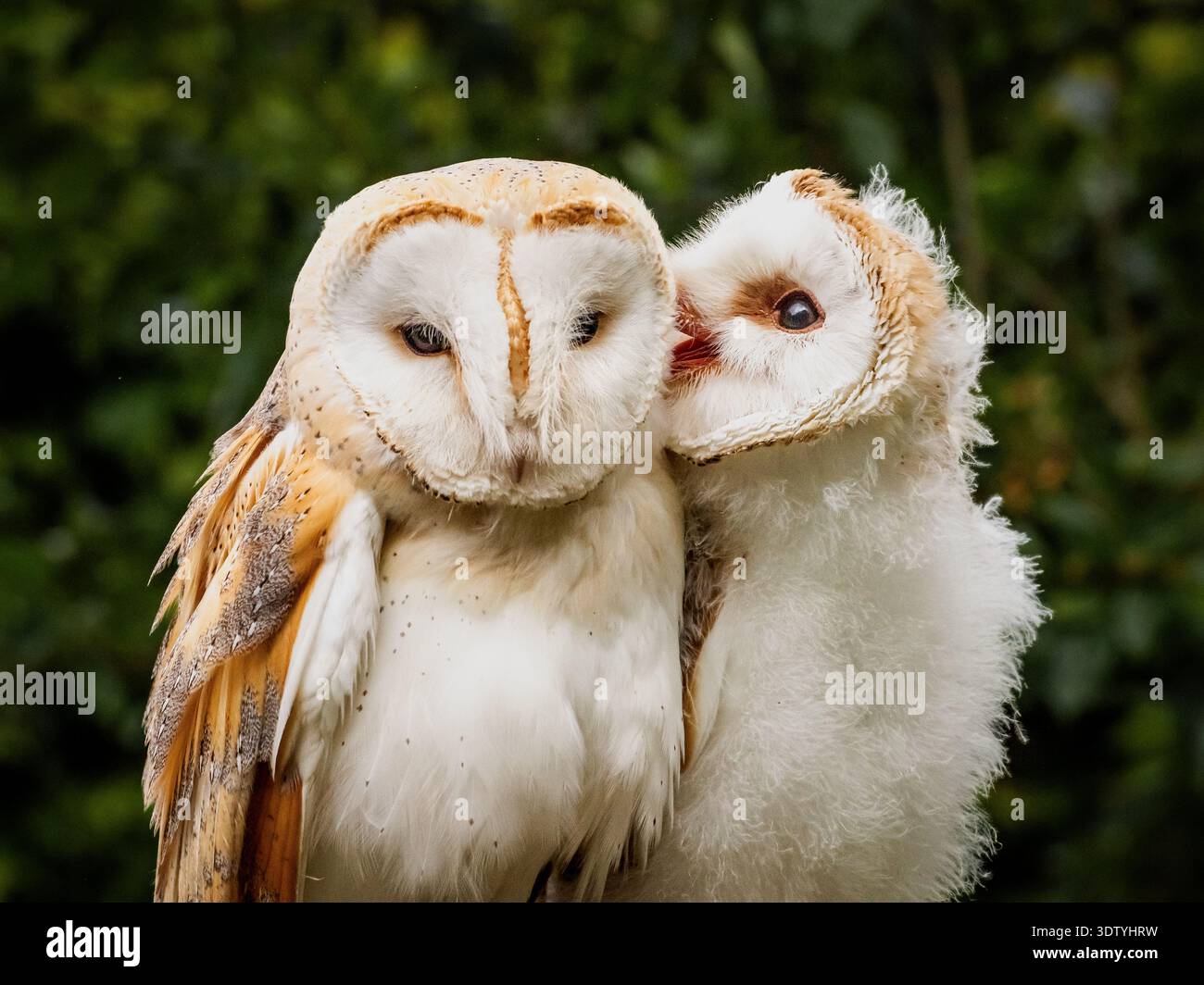 Eulenküken und Mutter interagieren auf einer Ausstellung in Nordengland. Die flauschigen Küken sind immer noch wackelig an den Beinen. Stockfoto