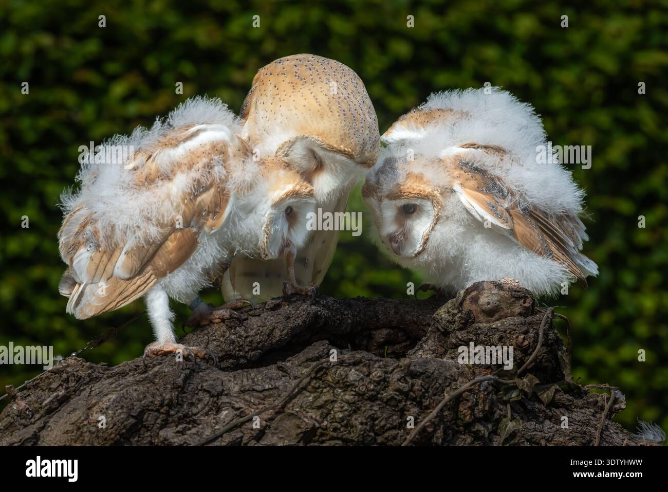 Eulenküken und Mutter interagieren auf einer Ausstellung in Nordengland. Die flauschigen Küken sind immer noch wackelig an den Beinen. Stockfoto