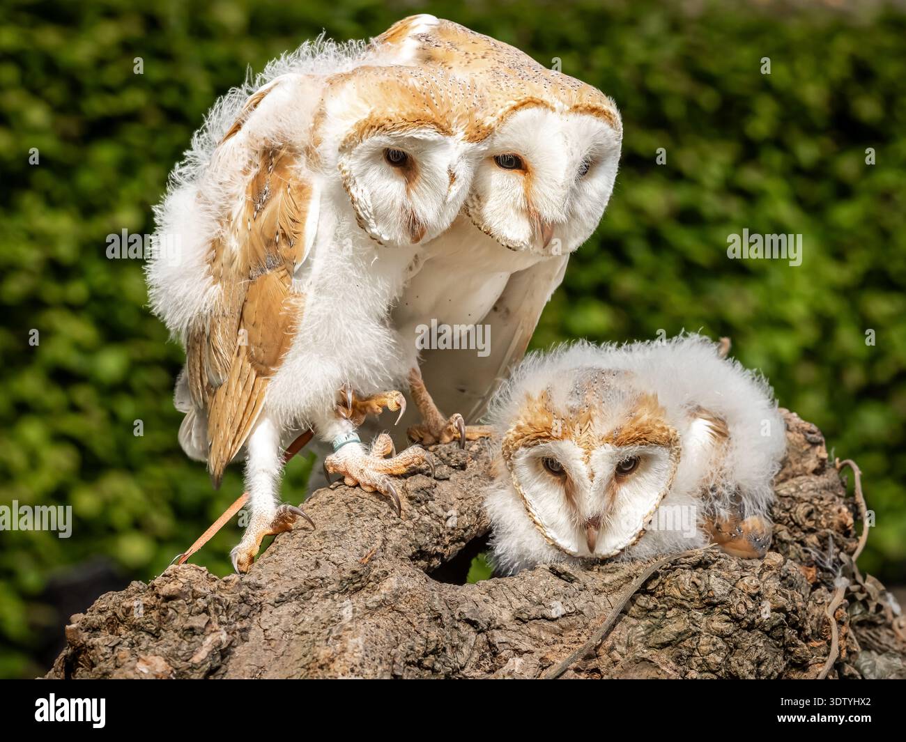 Eulenküken und Mutter interagieren auf einer Ausstellung in Nordengland. Die flauschigen Küken sind immer noch wackelig an den Beinen. Stockfoto