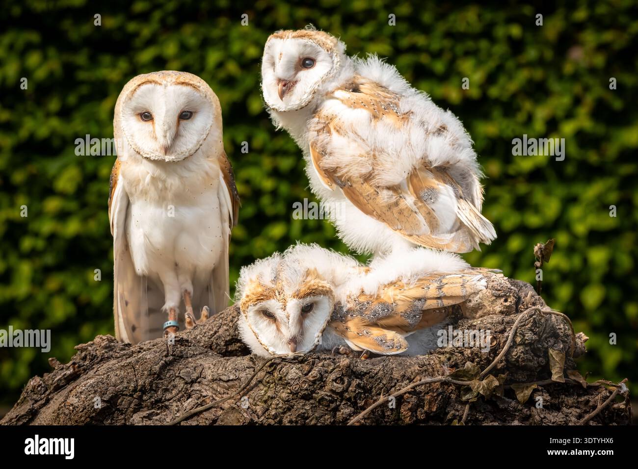 Eulenküken und Mutter interagieren auf einer Ausstellung in Nordengland. Die flauschigen Küken sind immer noch wackelig an den Beinen. Stockfoto