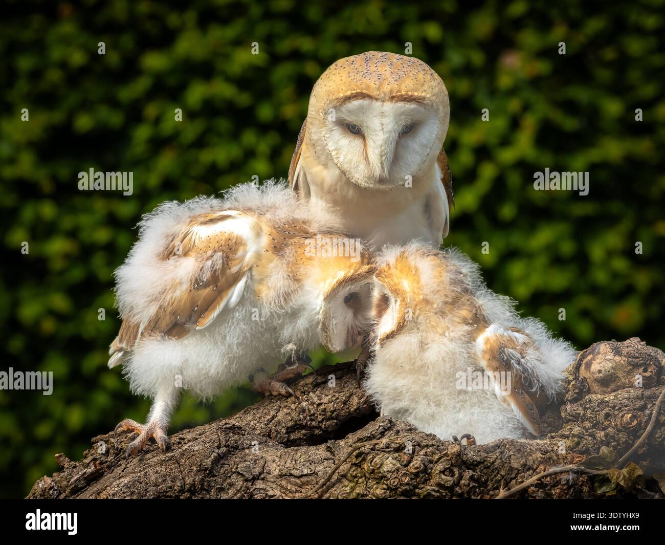 Eulenküken und Mutter interagieren auf einer Ausstellung in Nordengland. Die flauschigen Küken sind immer noch wackelig an den Beinen. Stockfoto