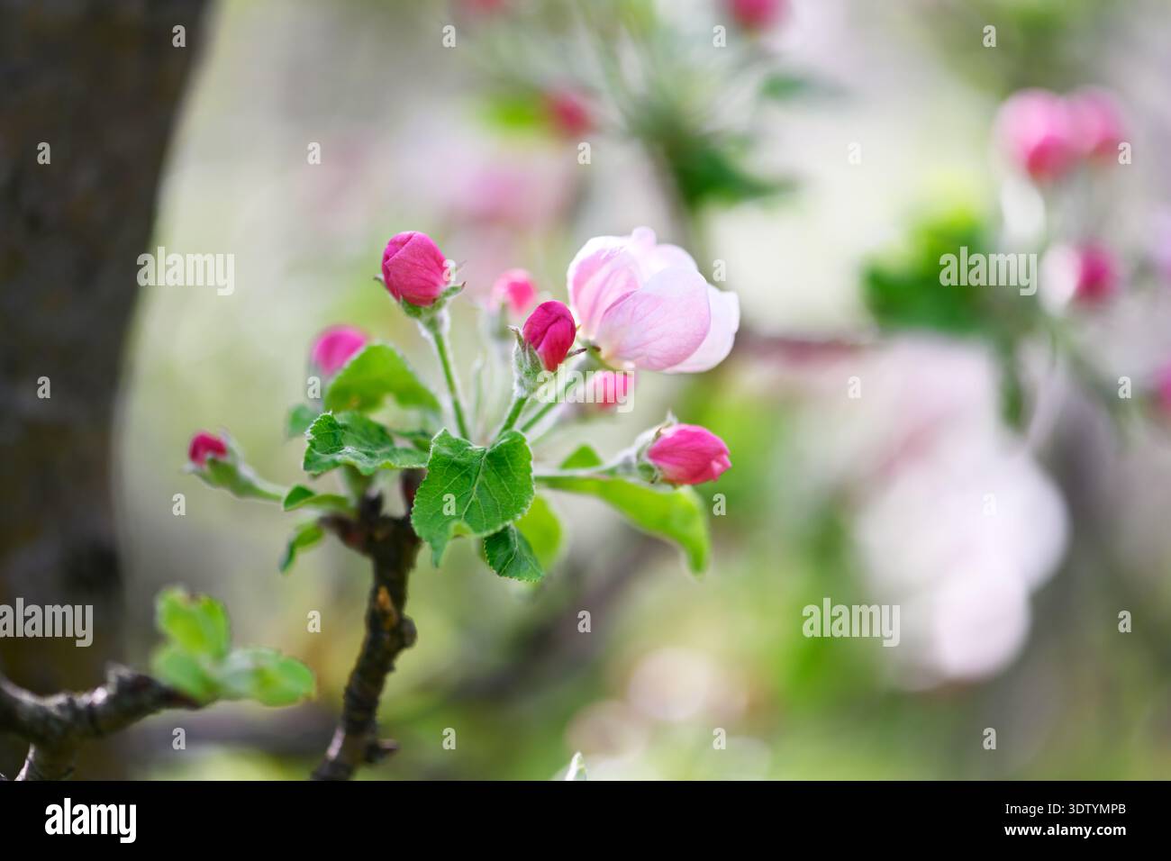 Zarte Apfelblüten und ungeöffnete Knospen auf Baumzweig mit verschwommenem grünem Hintergrund. Obstgarten im Frühling, florales Makro, Pastelltöne, natürliches Licht, frischer wuchs Stockfoto