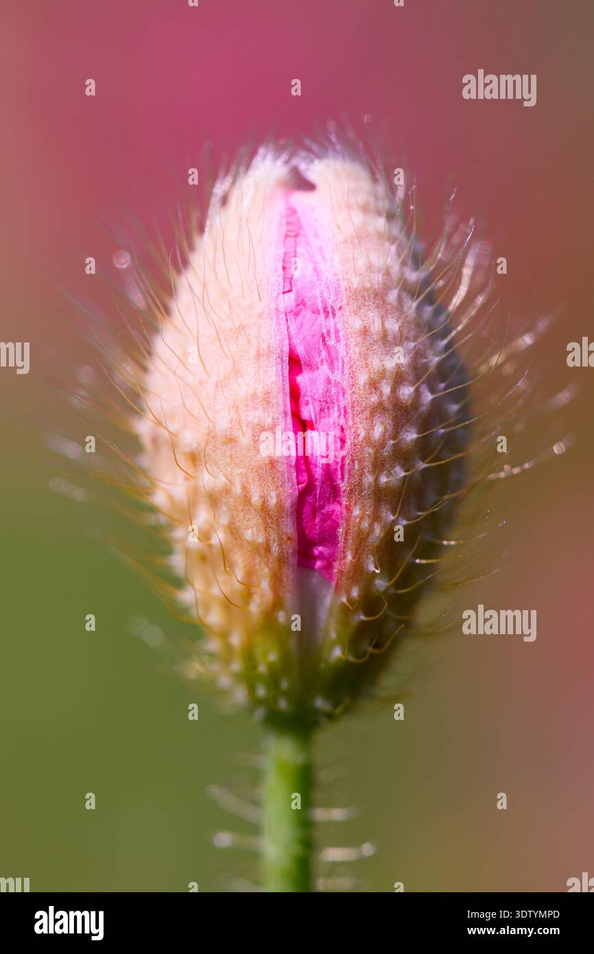 Nahaufnahme einer ungeöffneten Mohnknospe, die mit winzigen Haaren vor weichem grünem Hintergrund bedeckt ist. Wildblumen-Makro, Frühlingswachstum, botanisches Detail, natürliches Licht Stockfoto