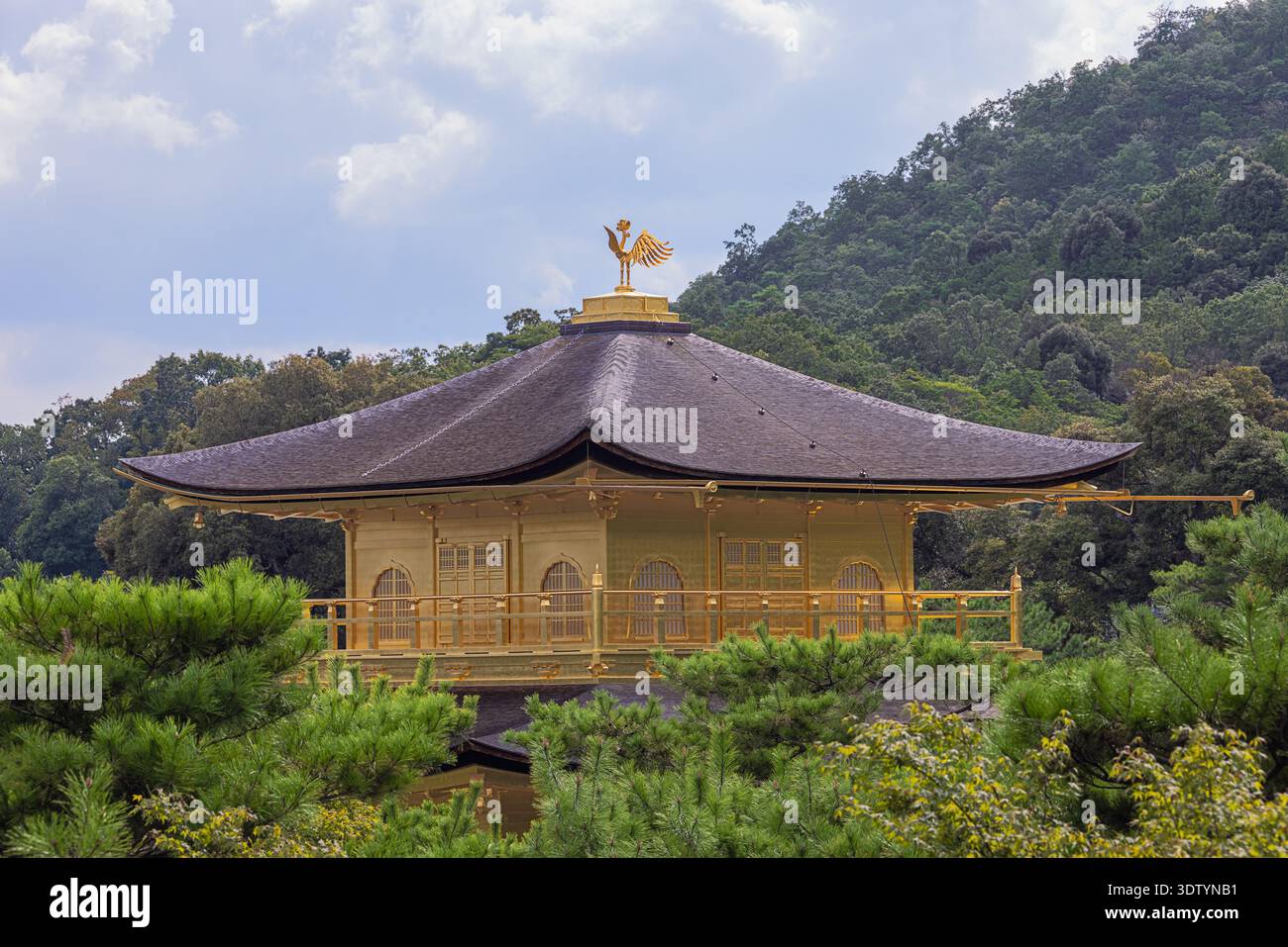 Editorial: KYOTO, HONSHU, JAPAN, 8. September 2025 - Kinkaku-JI, das aus den umliegenden Bäumen auftaucht, dem Tempel des Goldenen Pavillons und offiziell Stockfoto