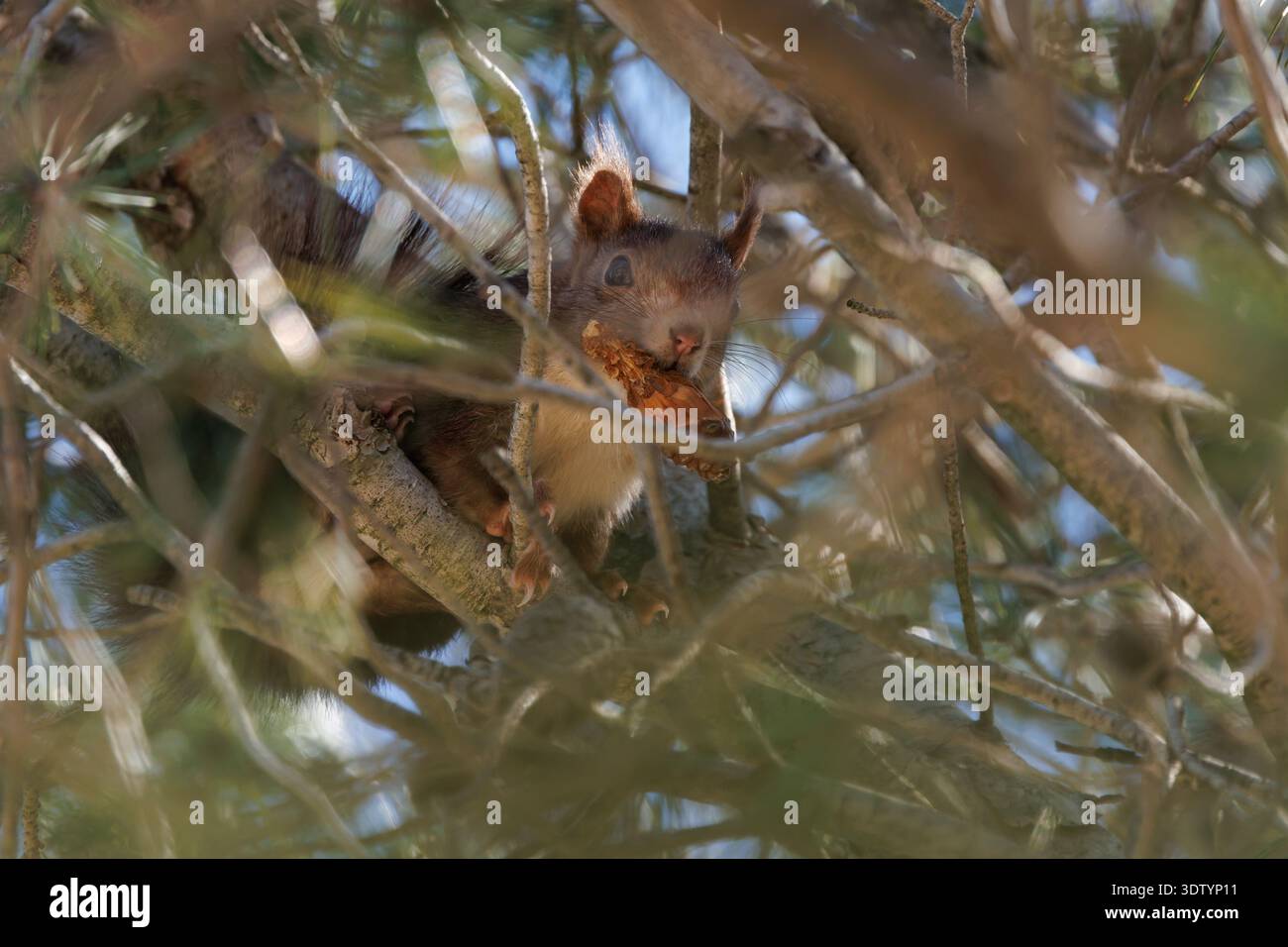 Rotes Eichhörnchen mit einem Kiefernkegel zwischen Kiefernzweigen in seiner natürlichen Umgebung, Alcoy, Spanien Stockfoto