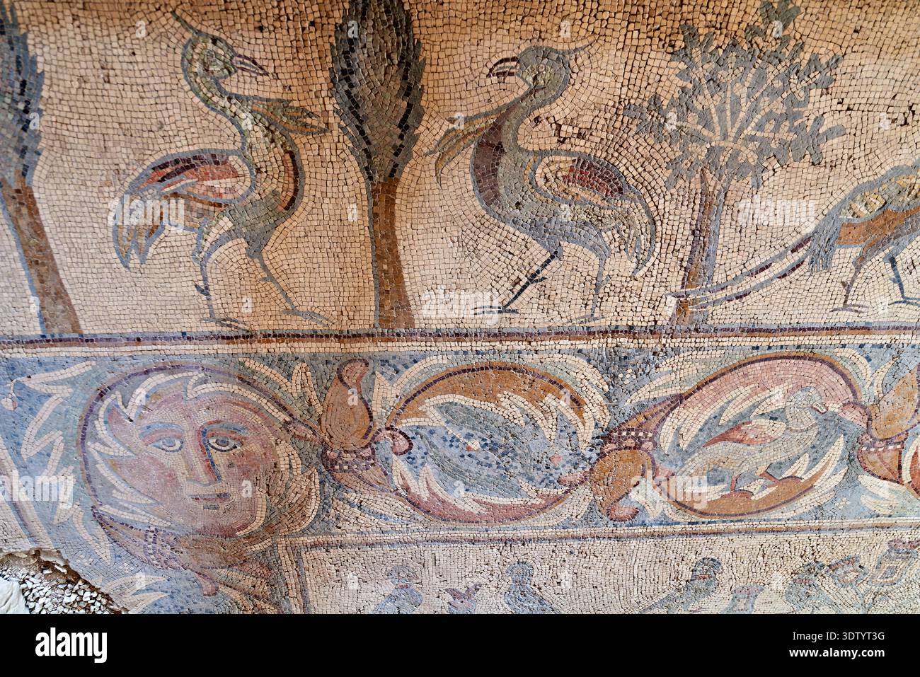 Der Boden der Apostelkirche in Madaba zeigt detaillierte Mosaiken mit Bildern von Vögeln und Pflanzen. Diese Kunstwerke stammen aus der Antike. Stockfoto