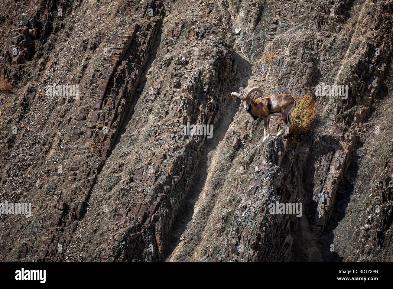 Männlicher Ladakh Urial (Ovis orientalis vignei) auf steilem Hang und Balancieren auf den Felsen, in 4100 m Höhe, Ladakh, Indien. Gefährdete Arten Stockfoto