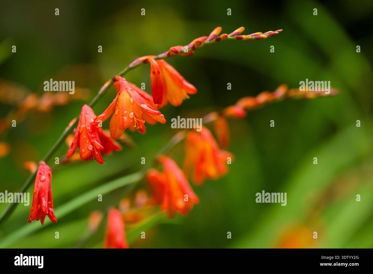 Crocosmia x crocosmiiflora oder Montbretia in Blume in einem Garten in Somerset, England. Stockfoto