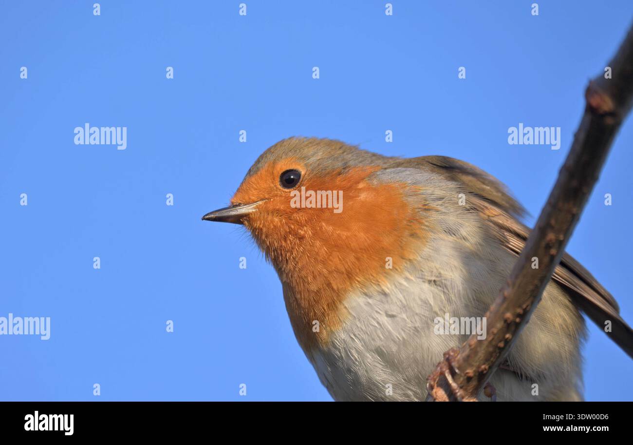 Robin (Erithacus rubecula) in Nahaufnahme, auf einem Trig mit blauem Himmel dahinter. Stockfoto
