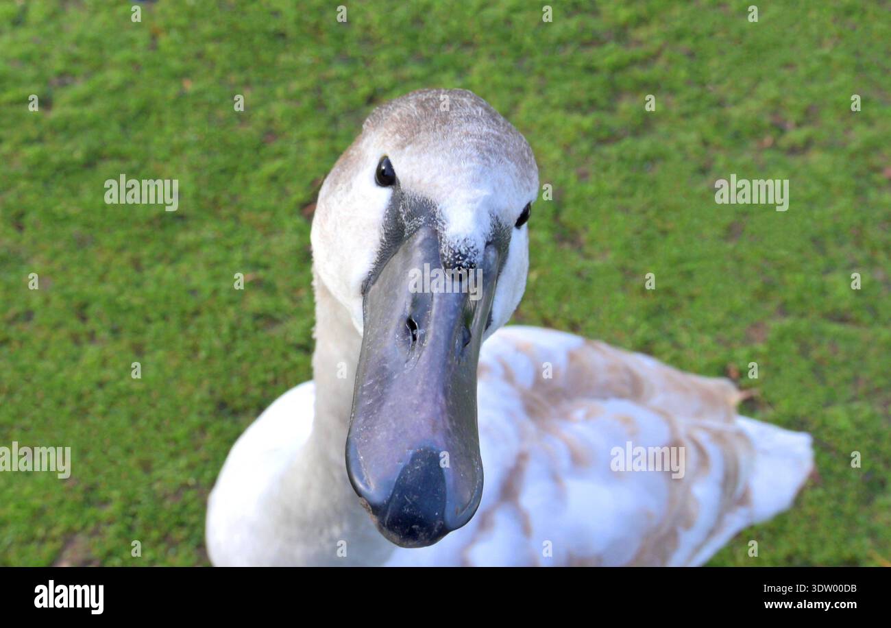 Stummer Schwan (Cygnus olor) juveniler mit unreifem Gefieder-Kopf in der Nahaufnahme Stockfoto