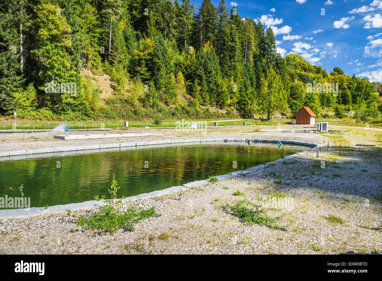 Natürliche Fischzuchtbecken mit Wasser und Fisch auf dem Land, Bio-Fischzucht Stockfoto