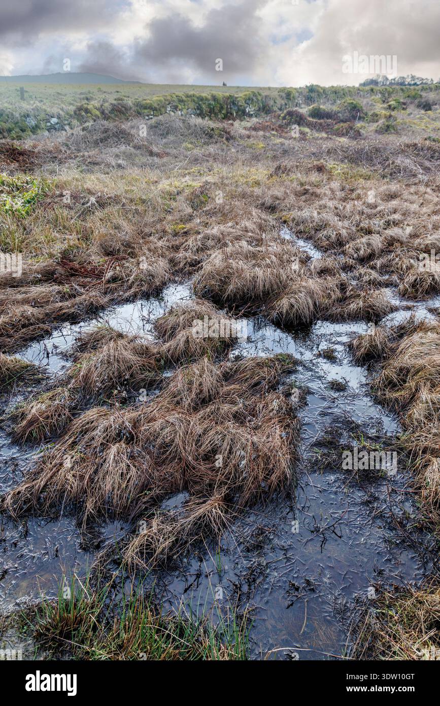 Sumpfiges Gelände, auf dem die Schlacht von Culloden ausgetragen wurde, Schottland, Großbritannien Stockfoto