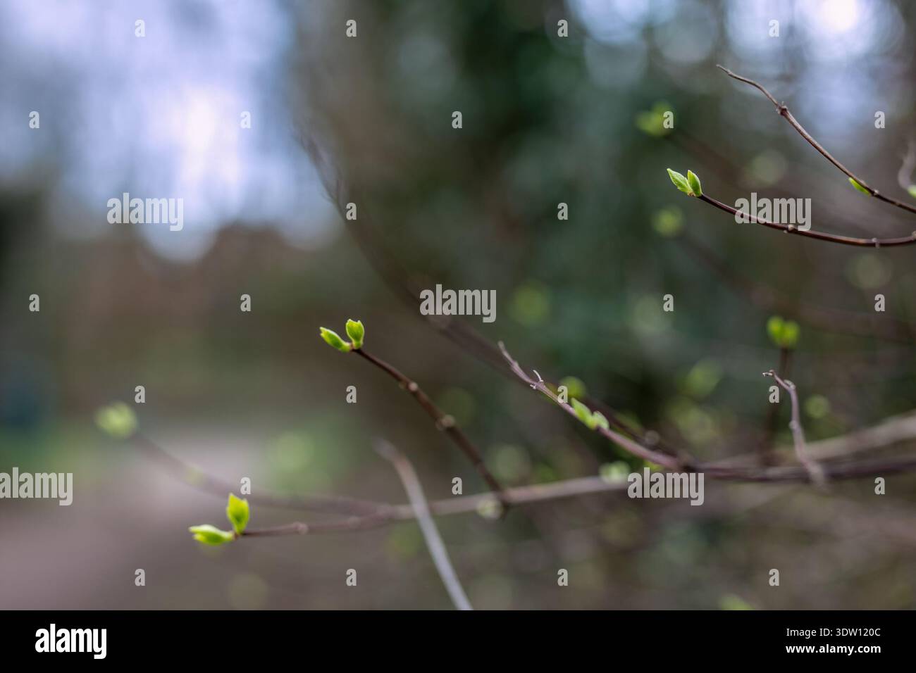 Ein Nahfoto von hellgrünen Blättern, die aus einem Zweig sprießen, symbolisieren das frische Wachstum und den frühen Frühling Stockfoto