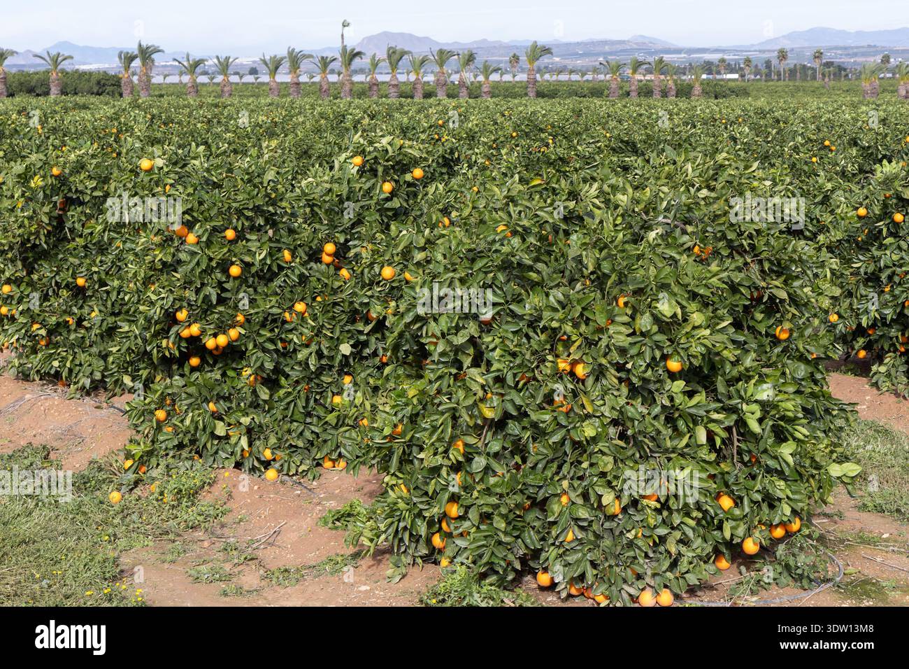 Ein lebhafter Orangenhain unter hellem Himmel mit Reifen Früchten, die an üppigen Zweigen hängen, zeigt eine blühende Zitrusfarm, die Schönheit der Landwirtschaft und Stockfoto