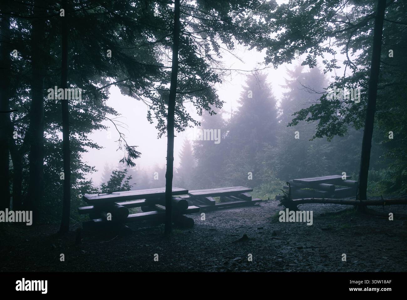 Bänke und Tische in einem nebeligen Wald. Stockfoto