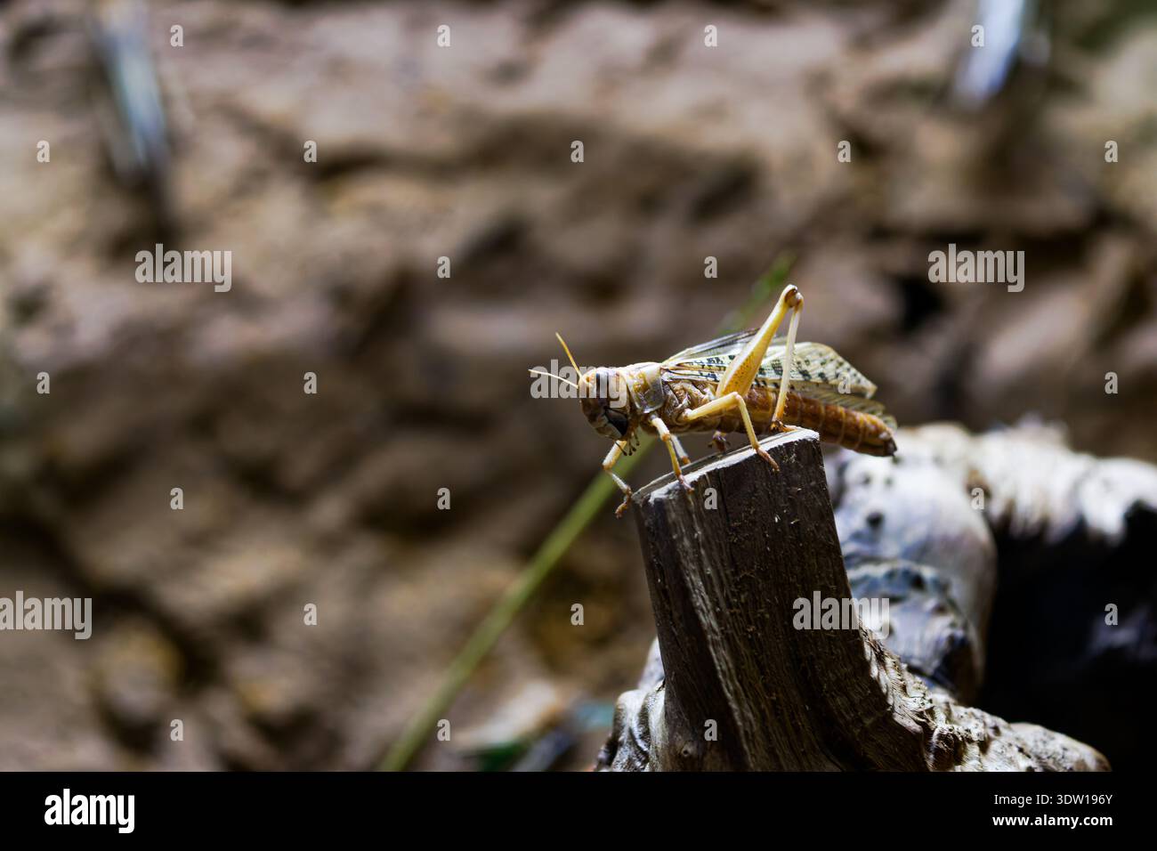 Nahaufnahme eines Grashüpfers auf einem gebrochenen Holzzweig, Orthoptera, Caelifere Stockfoto