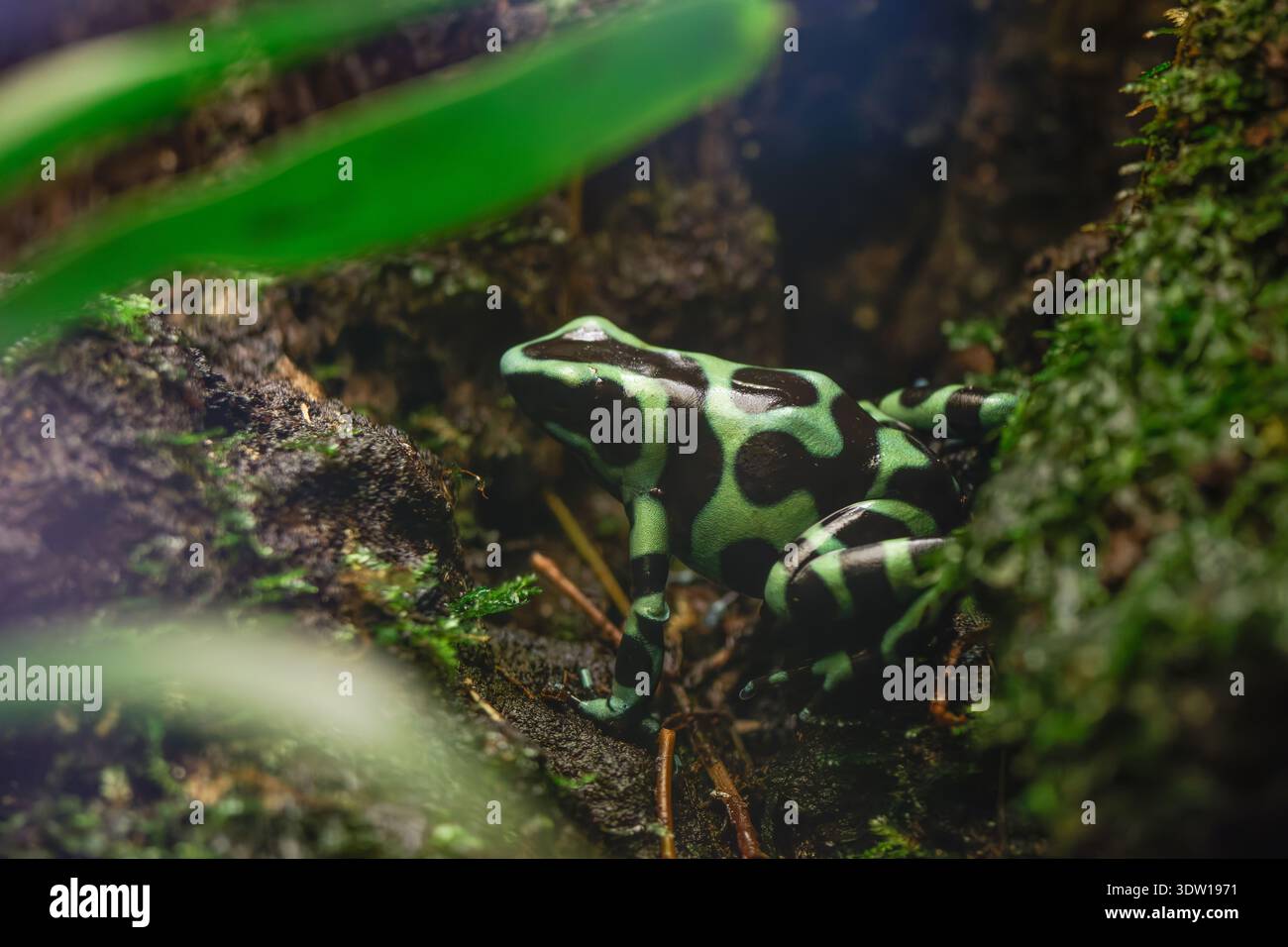 Grüner und schwarzer Giftpfeilfrosch, der auf moosigem Waldboden zwischen Blättern und Rinde thront, dendrobat auratus Stockfoto