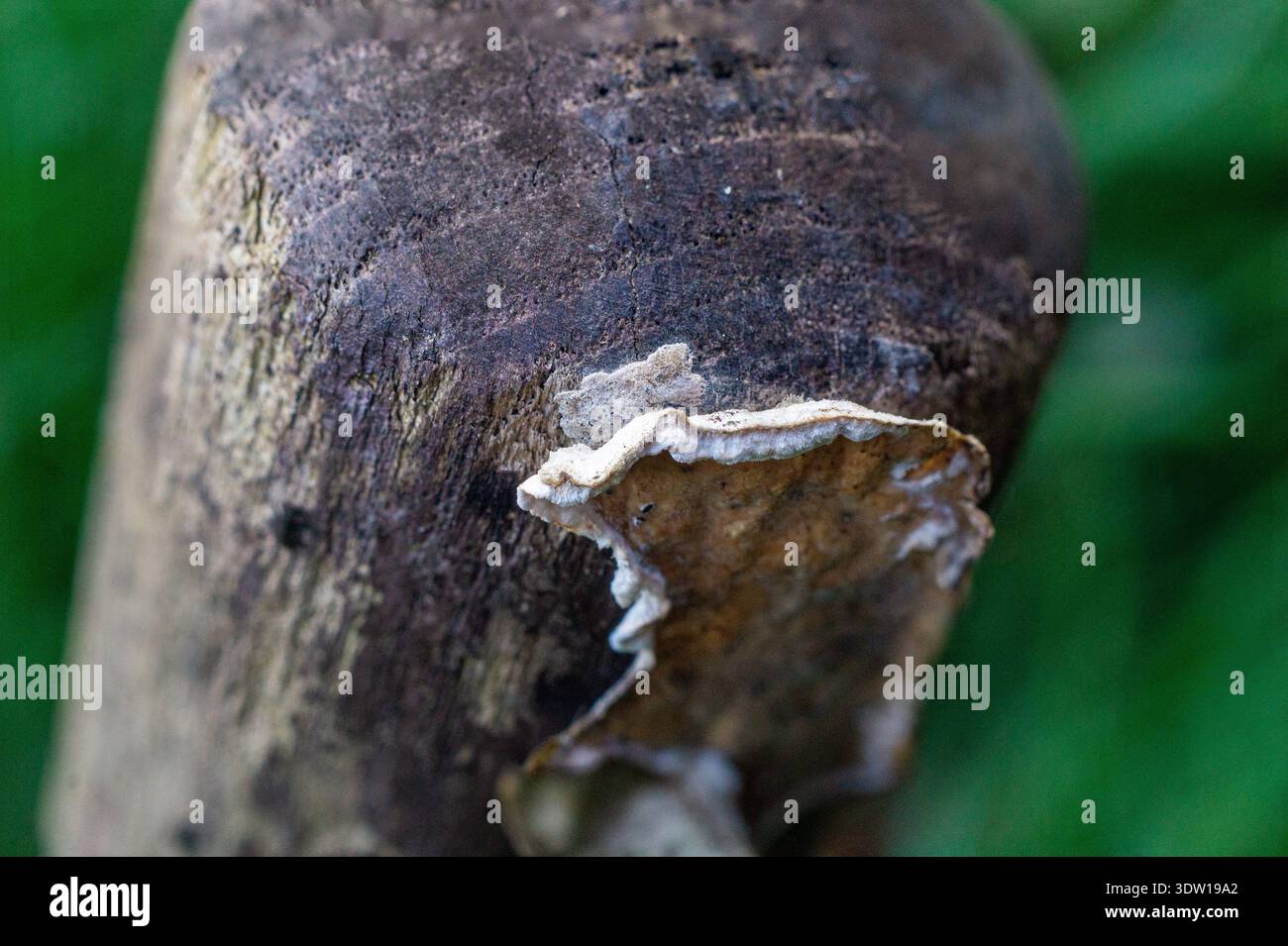 Nahaufnahme von kleinen Pilzen, die auf dem abgenutzten Holzgriff einer Gartenkelle wachsen, wodurch Textur und natürlicher Verfall hervorgehoben werden. Stockfoto