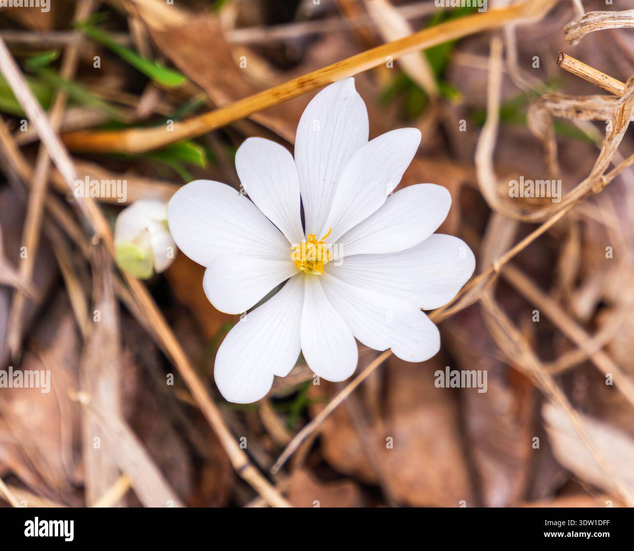 Blutblüte blüht unter Waldblattstreu Stockfoto