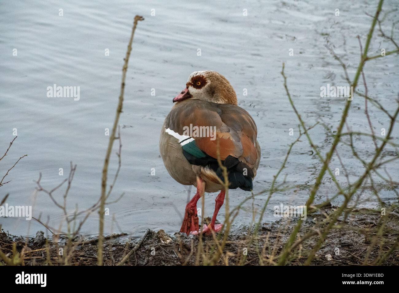 Eine ägyptische Gans am Ufer des Attenborough Nature Reserve in Nottingham, Großbritannien. Stockfoto