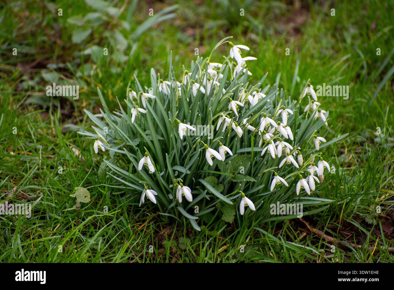 Schneeglöckchen im Frühjahr im Gras. Stockfoto