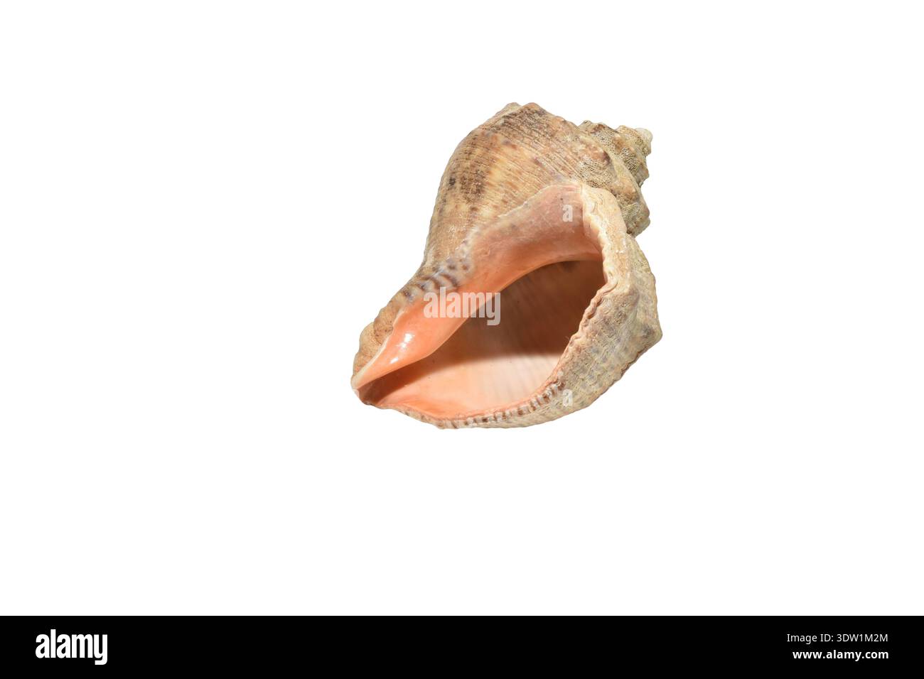 Meeresschneckenschale oder Rapanaschale, Rapana venosa isoliert auf weißem Hintergrund. Stockfoto