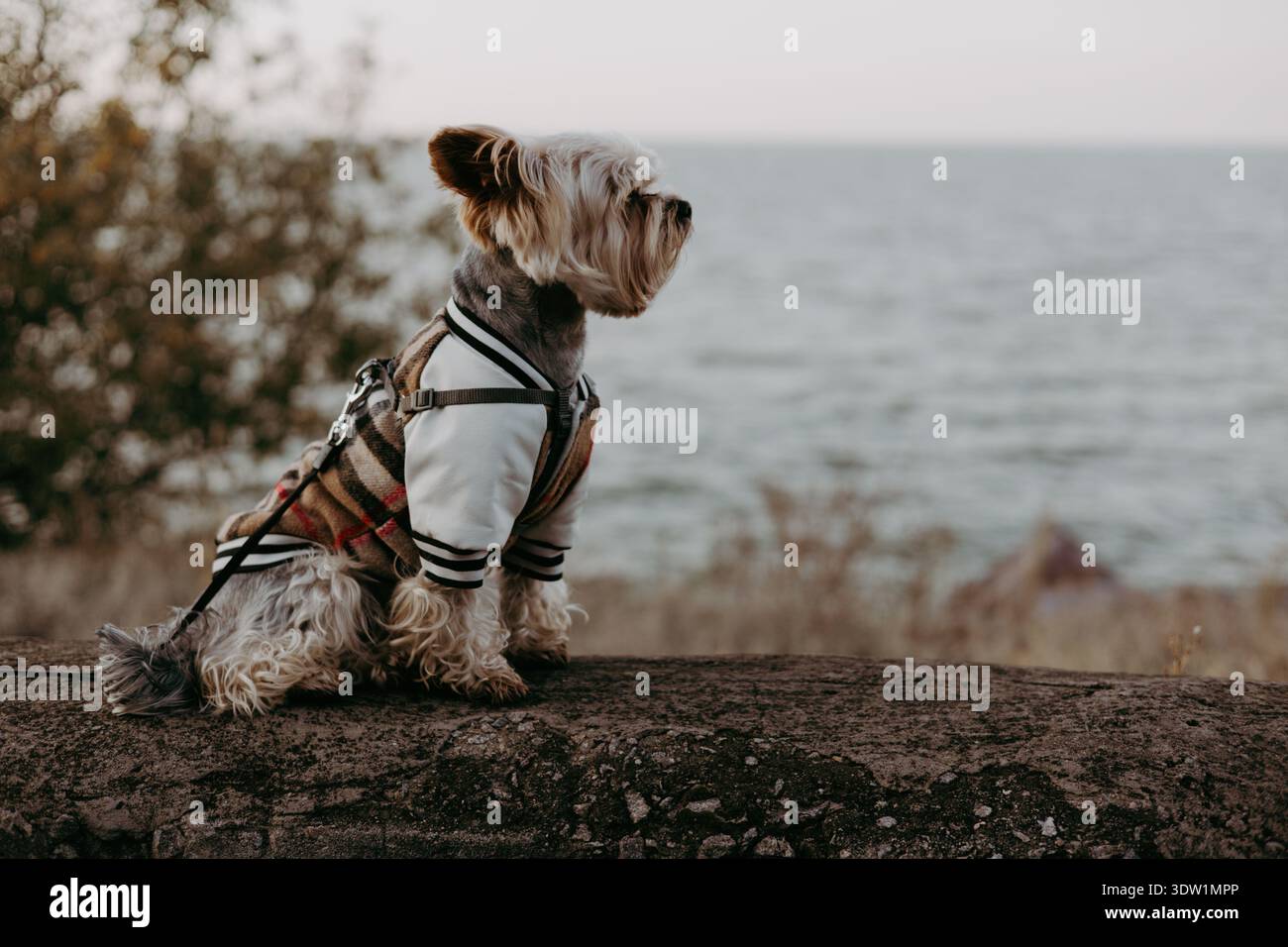 Hund in einer stilvollen Jacke, der die malerische Aussicht am Wasser genießt. Ein süßer Hündchen in einer modischen Jacke, der auf das Wasser blickt. Der Hund ist auf einer Lie Stockfoto