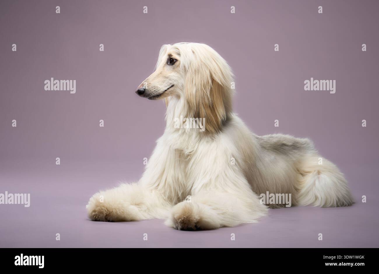 Der Hund liegt auf dem Boden und seine Beine sind sanft überkreuzt. Der Körper zeigt nach vorne mit leicht gedrehtem Kopf. Stockfoto