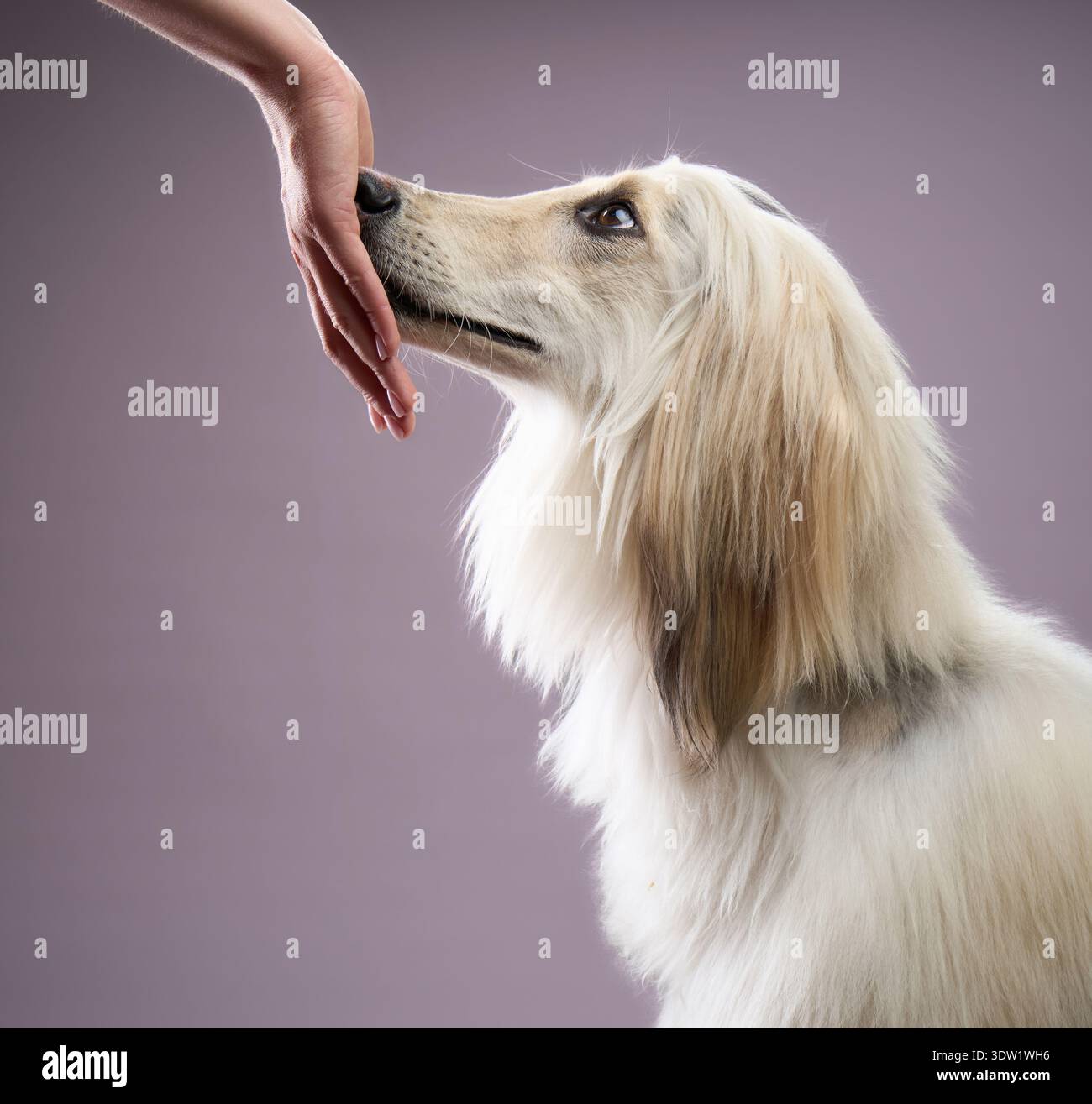 Der Hund dehnt seinen Hals aus, um eine menschliche Hand in einer Stillhaltung zu erreichen. Die Geste zeigt Fokus und Verbindung an. Stockfoto