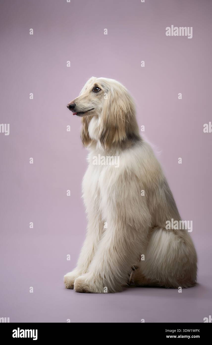 Der afghanische Hund sitzt gerade, in vollem Profil nach rechts gerichtet. Sein seidiges Fell und seine klare Haltung heben sich vom Hintergrund ab. Stockfoto