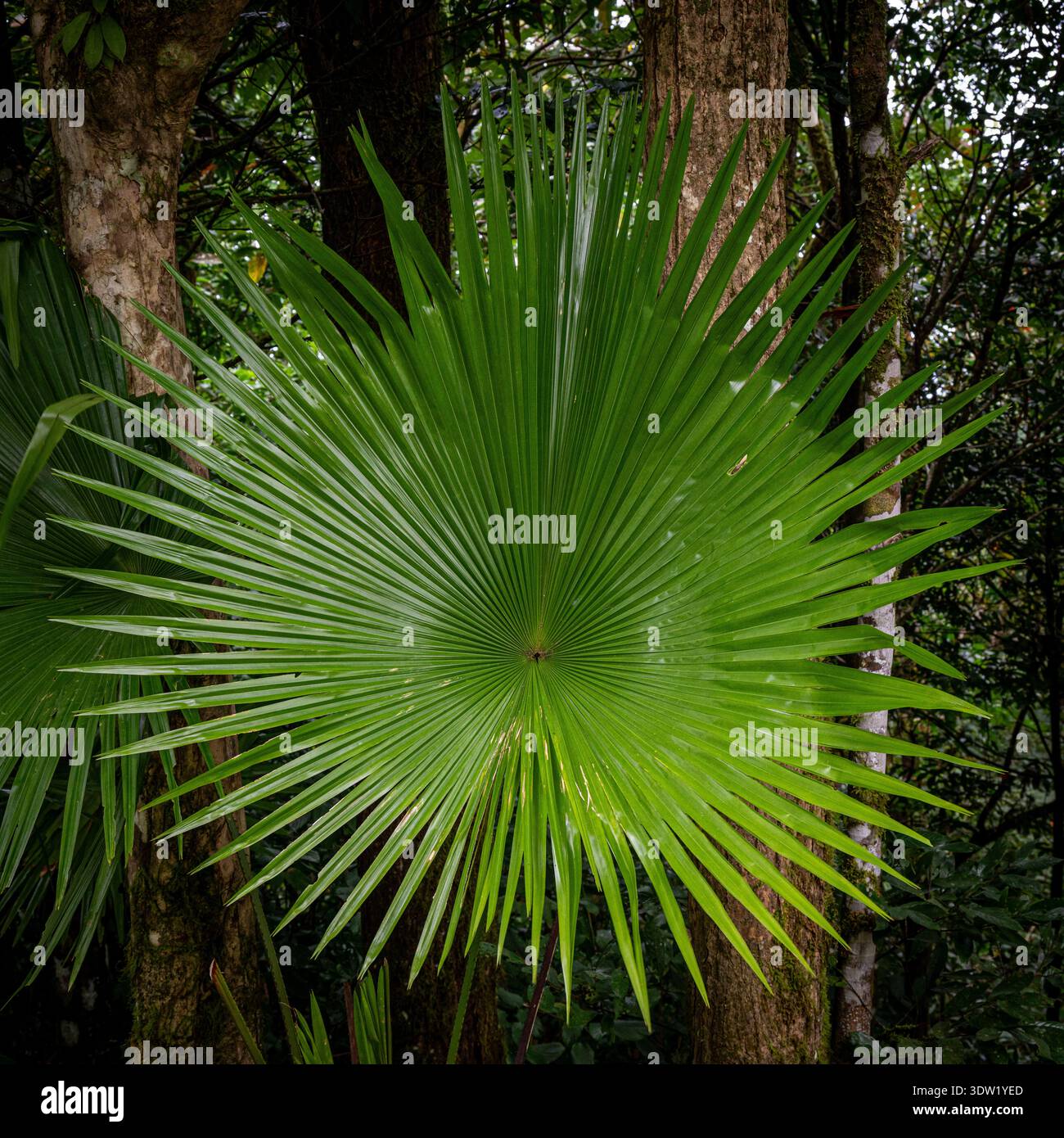 Fächerblatt baum -Fotos und -Bildmaterial in hoher Auflösung – Alamy